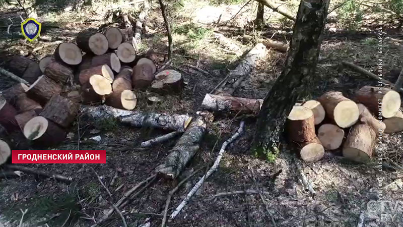 Орудовал в лесу полгода. Житель Гродно незаконно вырубил деревья почти на 70 тысяч рублей-3