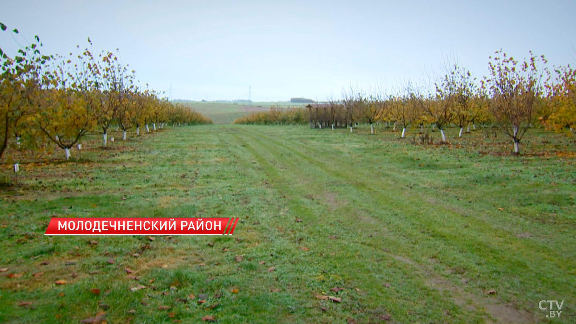 Тонны фундука собирают под Молодечно. Какие перспективы у отечественного ореховодства?-4