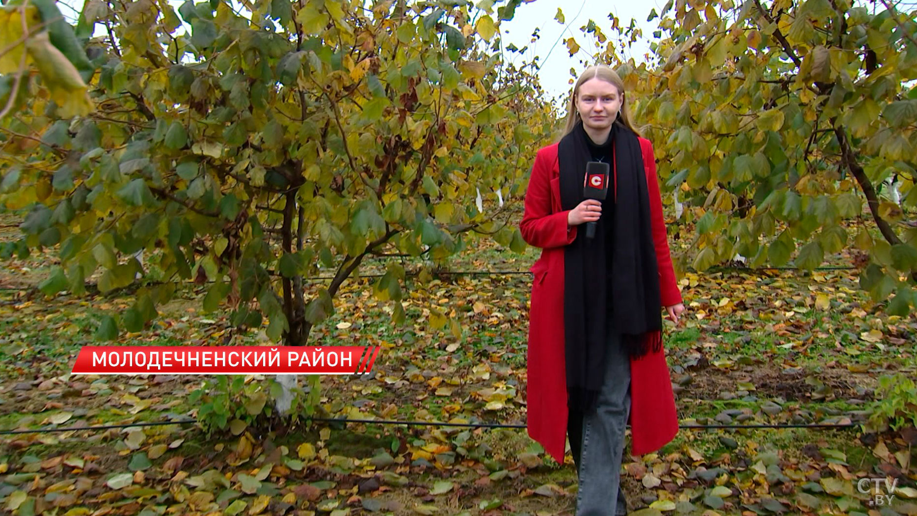 Тонны фундука собирают под Молодечно. Какие перспективы у отечественного ореховодства?-2