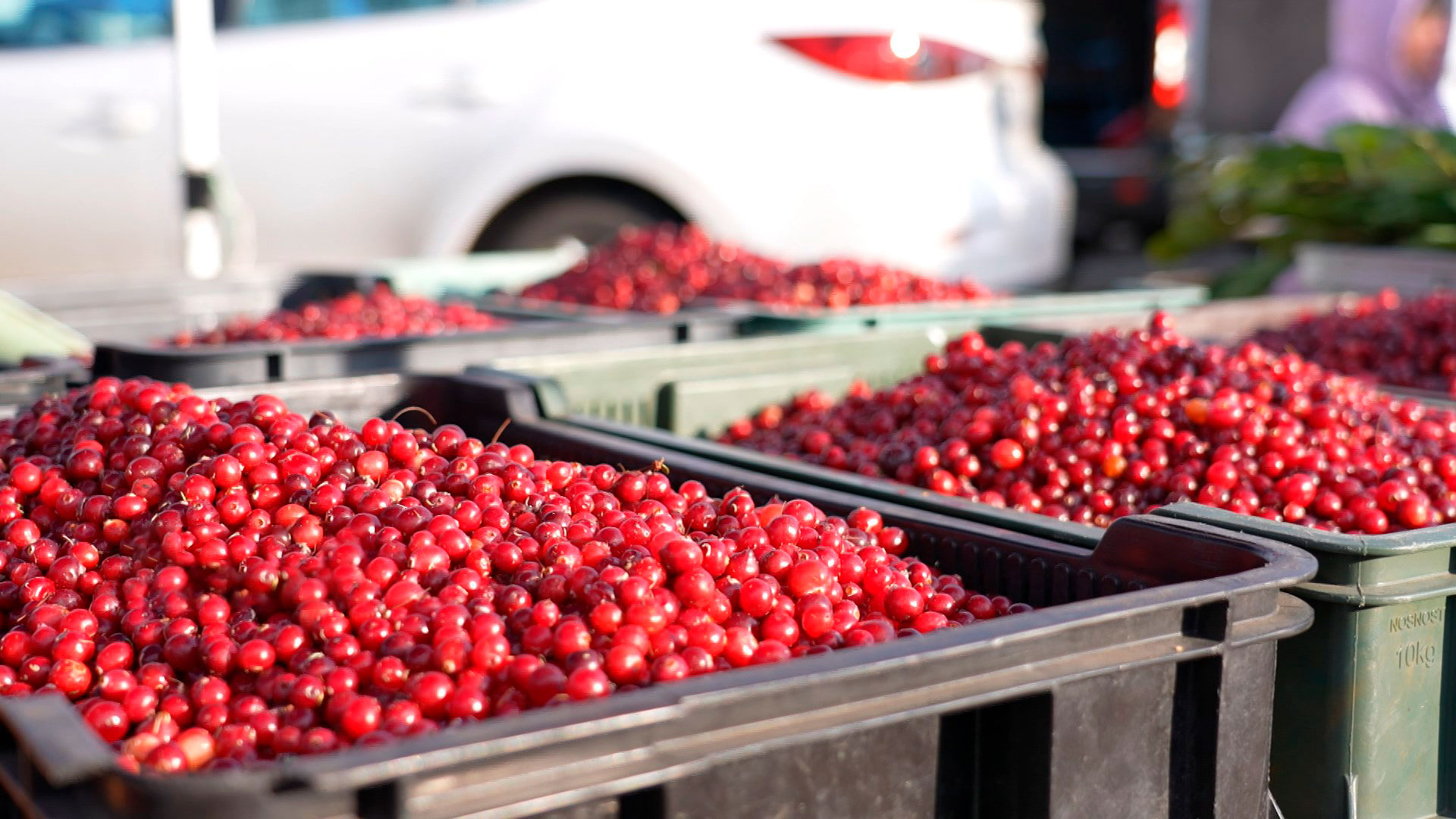 Сельскохозяйственные ярмарки в Минске планируют продлить по 7 декабря Сельскохозяйственные ярмарки в Минске планируют продлить по 7 декабря