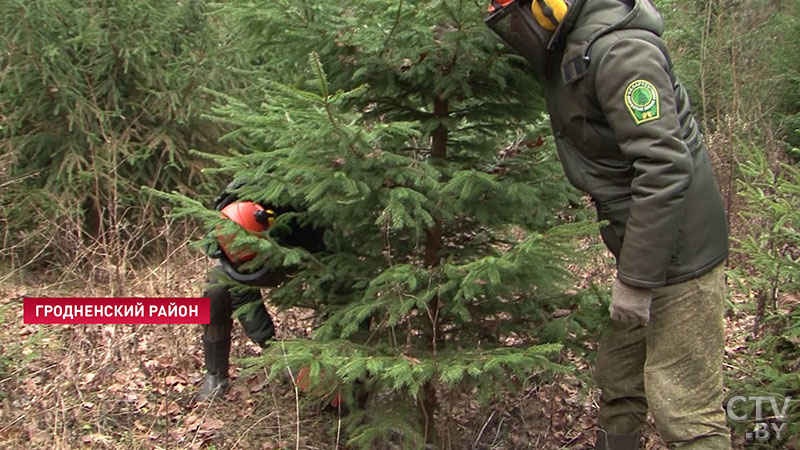 Сербские ели вырастили в Гродно к Новому году. Чем они отличаются от обычных и где их купить-29