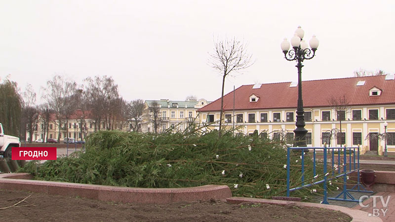 Сербские ели вырастили в Гродно к Новому году. Чем они отличаются от обычных и где их купить-31