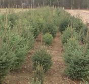 Сербские ели вырастили в Гродно к Новому году. Чем они отличаются от обычных и где их купить