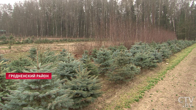 Сербские ели вырастили в Гродно к Новому году. Чем они отличаются от обычных и где их купить-13