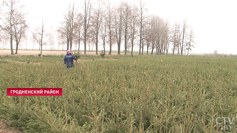 Сербские ели вырастили в Гродно к Новому году. Чем они отличаются от обычных и где их купить-24