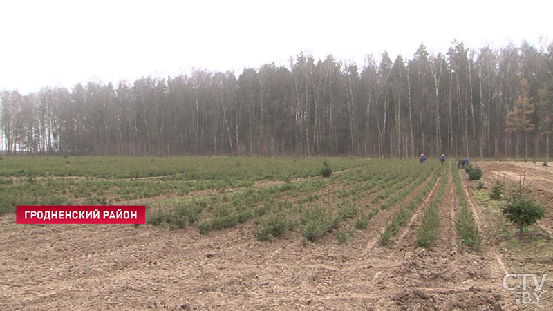 Сербские ели вырастили в Гродно к Новому году. Чем они отличаются от обычных и где их купить-16