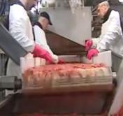 Беларусь получила квоты на добычу креветок в Балтийском и Баренцевом морях