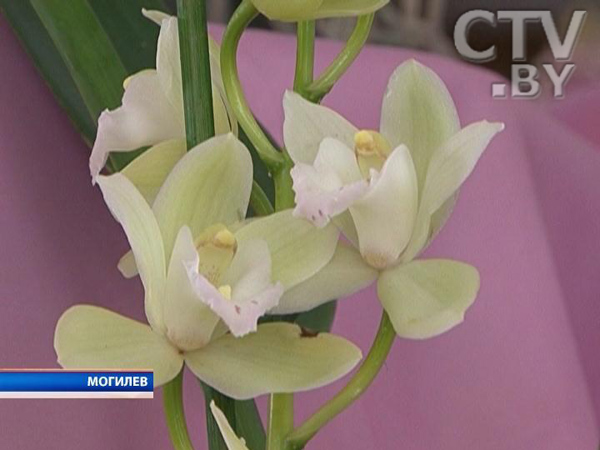 В Могилёве открылась выставка орхидей 