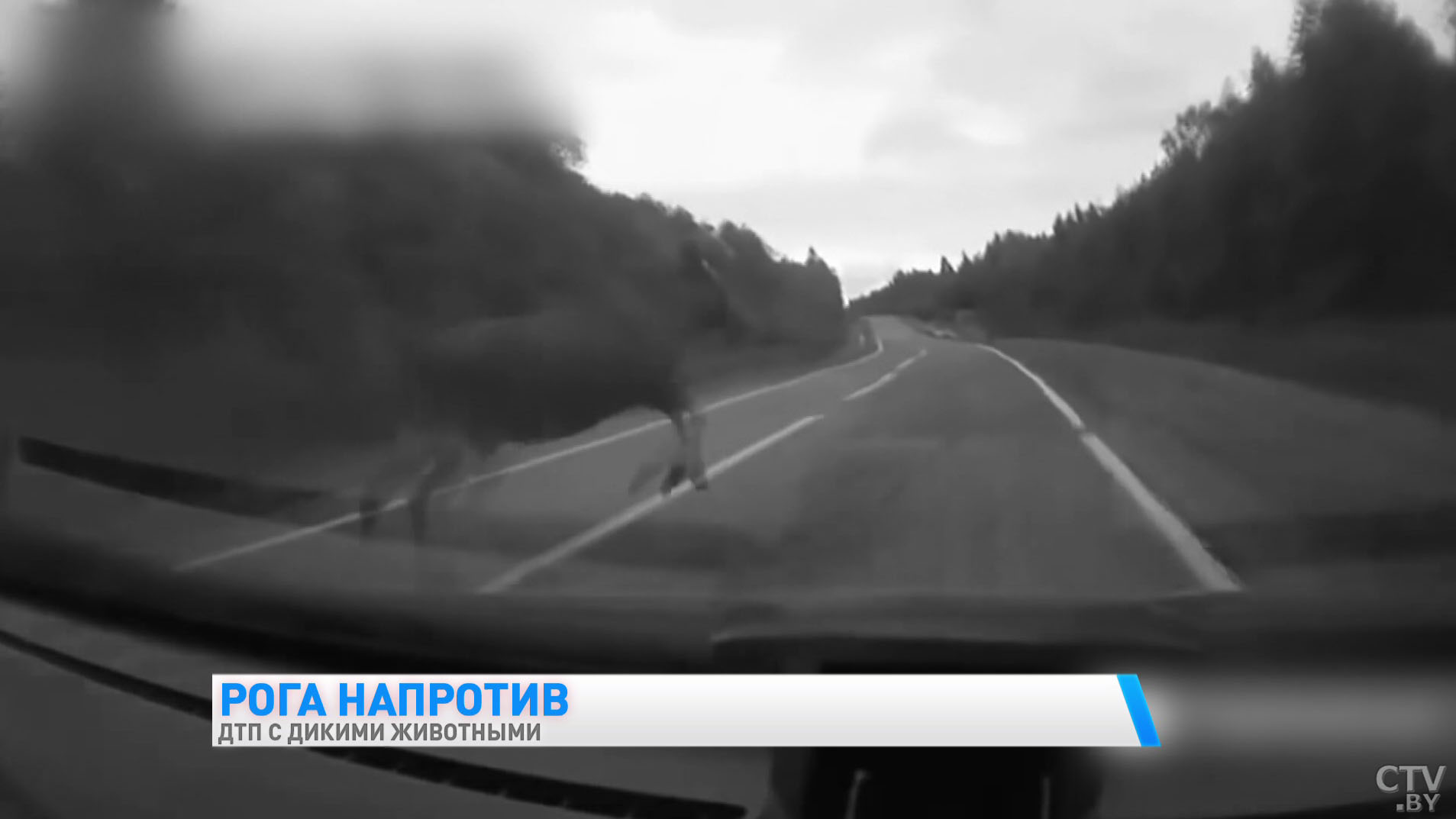 «2 человека погибли, а 14 получили телесные повреждения». О чём надо помнить водителю, чтобы не стать жертвой ДТП с участием диких животных-1