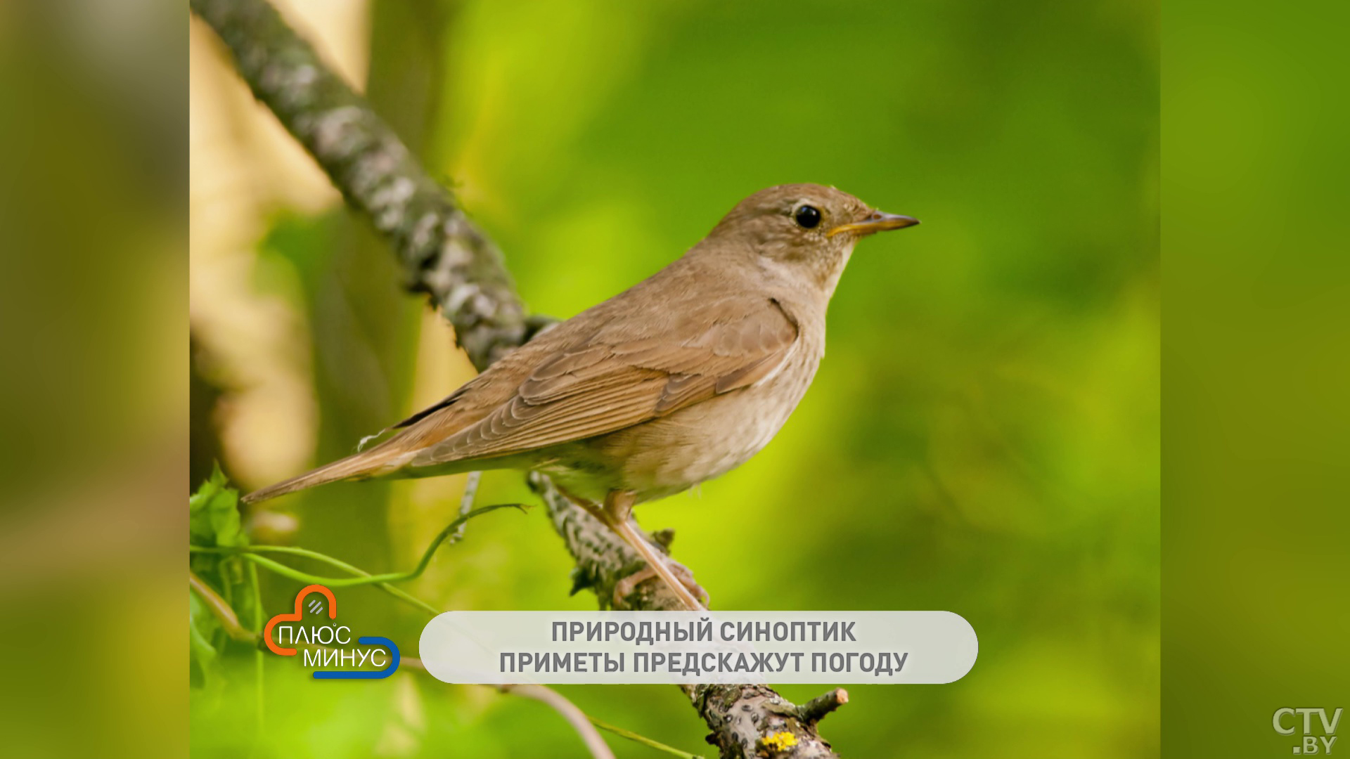 Когда нужно выполоть сорняки, чтобы они больше не выросли? Рассказываем о приметах середины июня -7