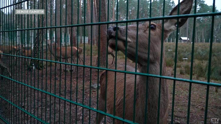 Навестили в Беловежской пуще белорусских бэмби и узнали много интересного об обитателях нацпарка-13