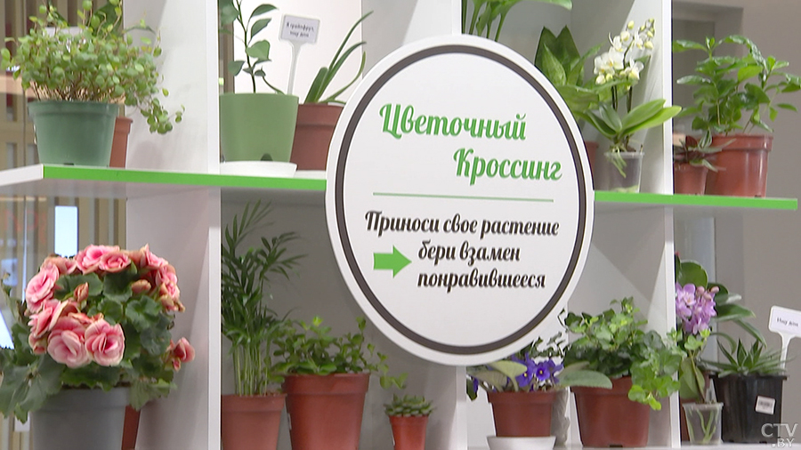 В минском торговом центре запустили обмен комнатными растениями. Как можно поучаствовать в акции?-4