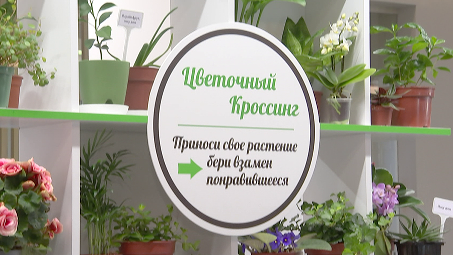 В минском торговом центре запустили обмен комнатными растениями. Как можно поучаствовать в акции?