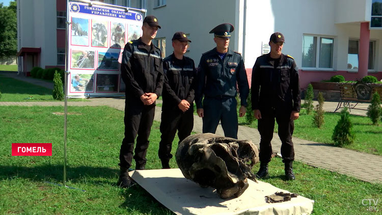 Череп мамонта обнаружили в Ветковском районе. Останки древнего животного могли пролежать более 20 тысяч лет-1