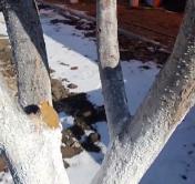 Санитарная обрезка деревьев и кустарников. Как это сделать правильно и когда приступать к работе? Санитарная обрезка деревьев и кустарников. Как это сделать правильно и когда приступать к работе?