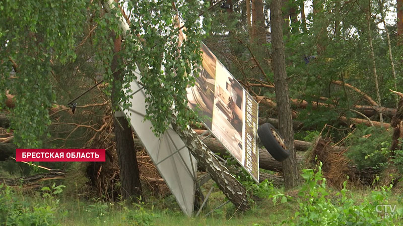 Очевидец непогоды в Брестской области: потемнело резко, пошёл ветер, дождь и стало сносить деревья-12