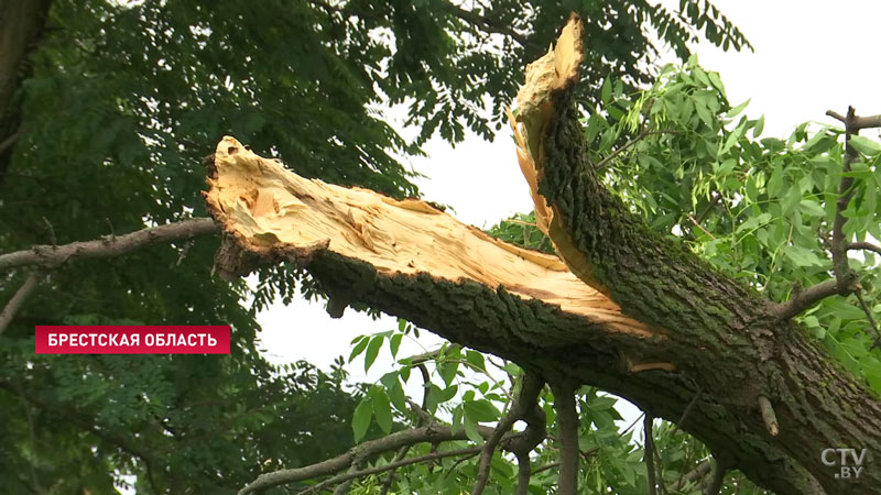 Очевидец непогоды в Брестской области: потемнело резко, пошёл ветер, дождь и стало сносить деревья-6