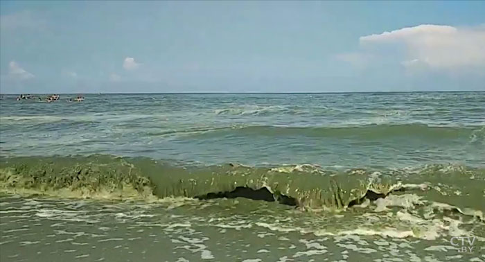 В зелёном море, в зелёной пене. На одесских пляжах цветёт вода -1