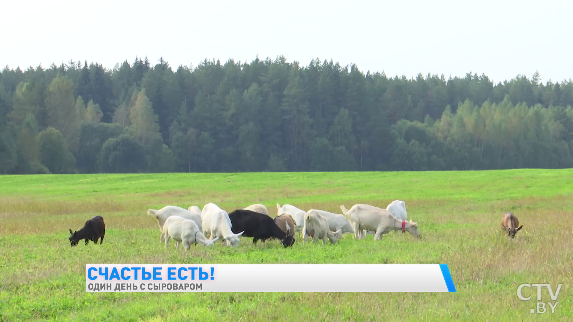 «Сулугуни с тмином, чесноком и морковью». Белоруска рассказывает, как делает сыры из козьего молока  -1