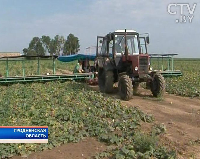 В Гродненской области огурцы с полей собирают лёжа 