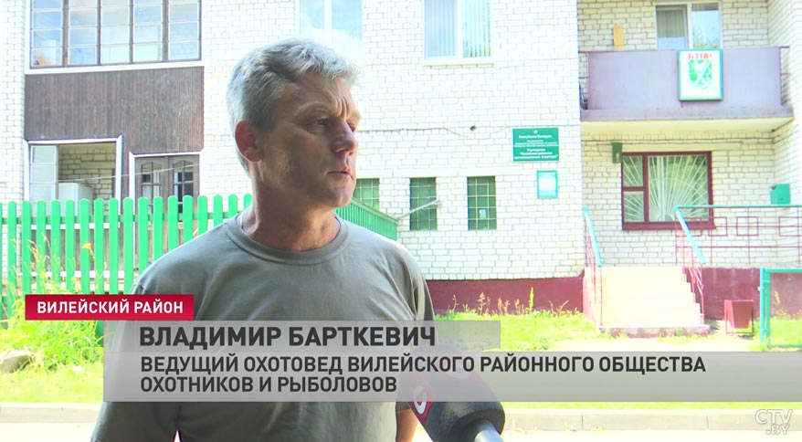 С 14 августа в Минской области откроется охота на водоплавающих болотных птиц. На кого можно охотиться сейчас?-4