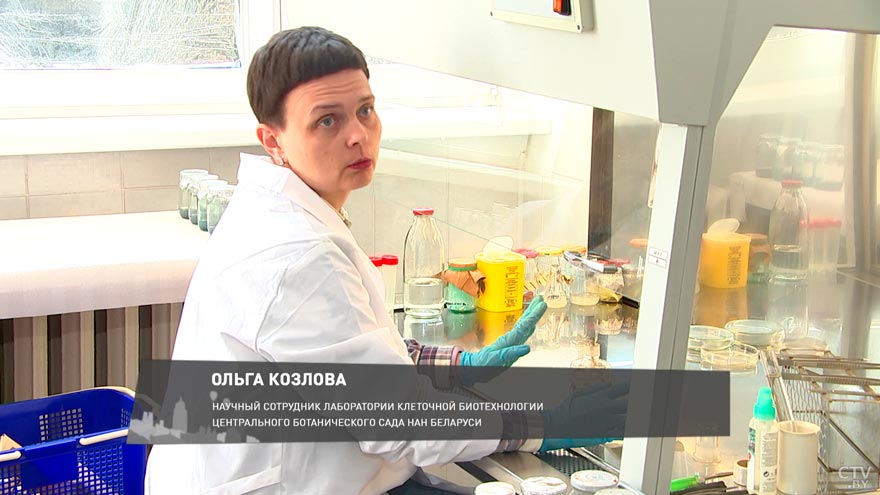 А вы знали, что в Беларуси произрастает около 40 видов орхидей? Вот как учёные занимаются их размножением-1