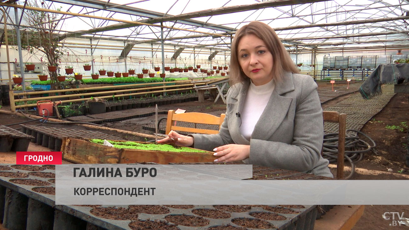Не закупают, а растят с нуля. Смотрите, как ухаживают за цветами в теплицах Гродно-13