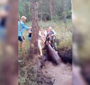 Животное по шею увязло в трясине. Охотники достали из болота оленя в Волковысском районе