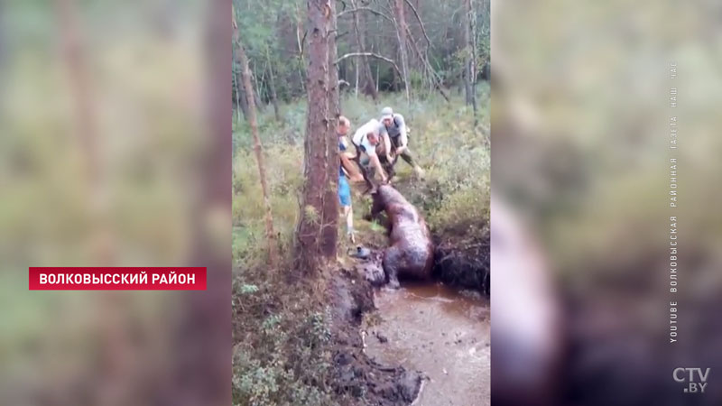 Животное по шею увязло в трясине. Охотники достали из болота оленя в Волковысском районе-4