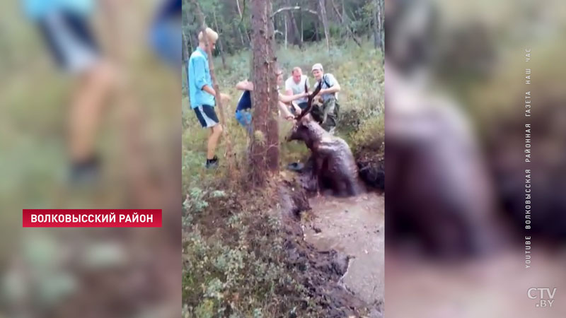 Животное по шею увязло в трясине. Охотники достали из болота оленя в Волковысском районе-1