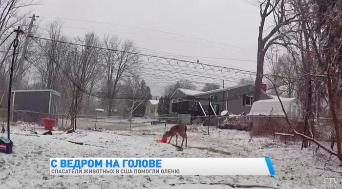 В США оленёнок застрял головой в ведре. Животное освободили спасатели-1