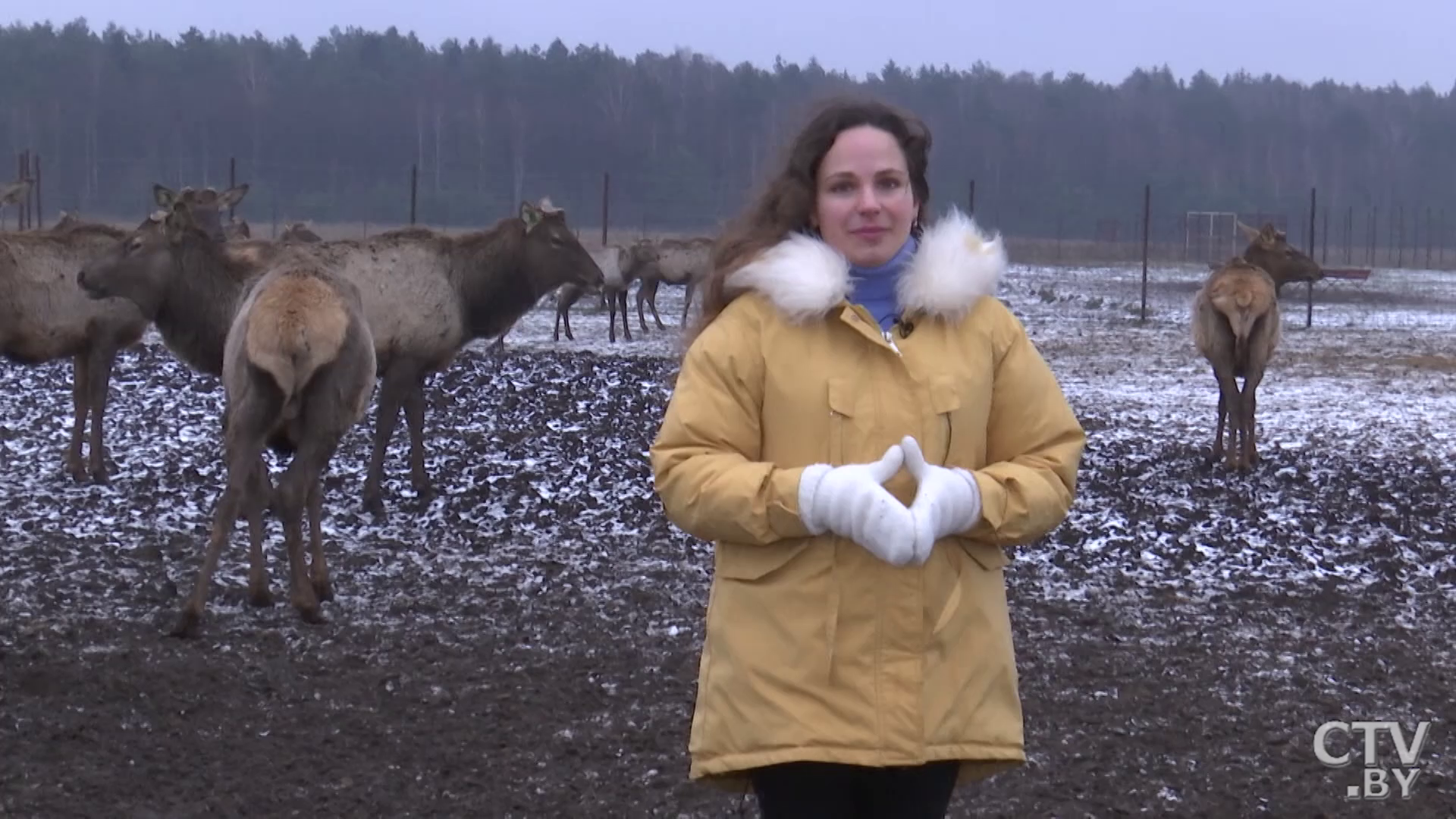 «Сначала когда привезли, они были диковатые, сразу убегали от нас». Как в деревне Лесники поселились олени-1