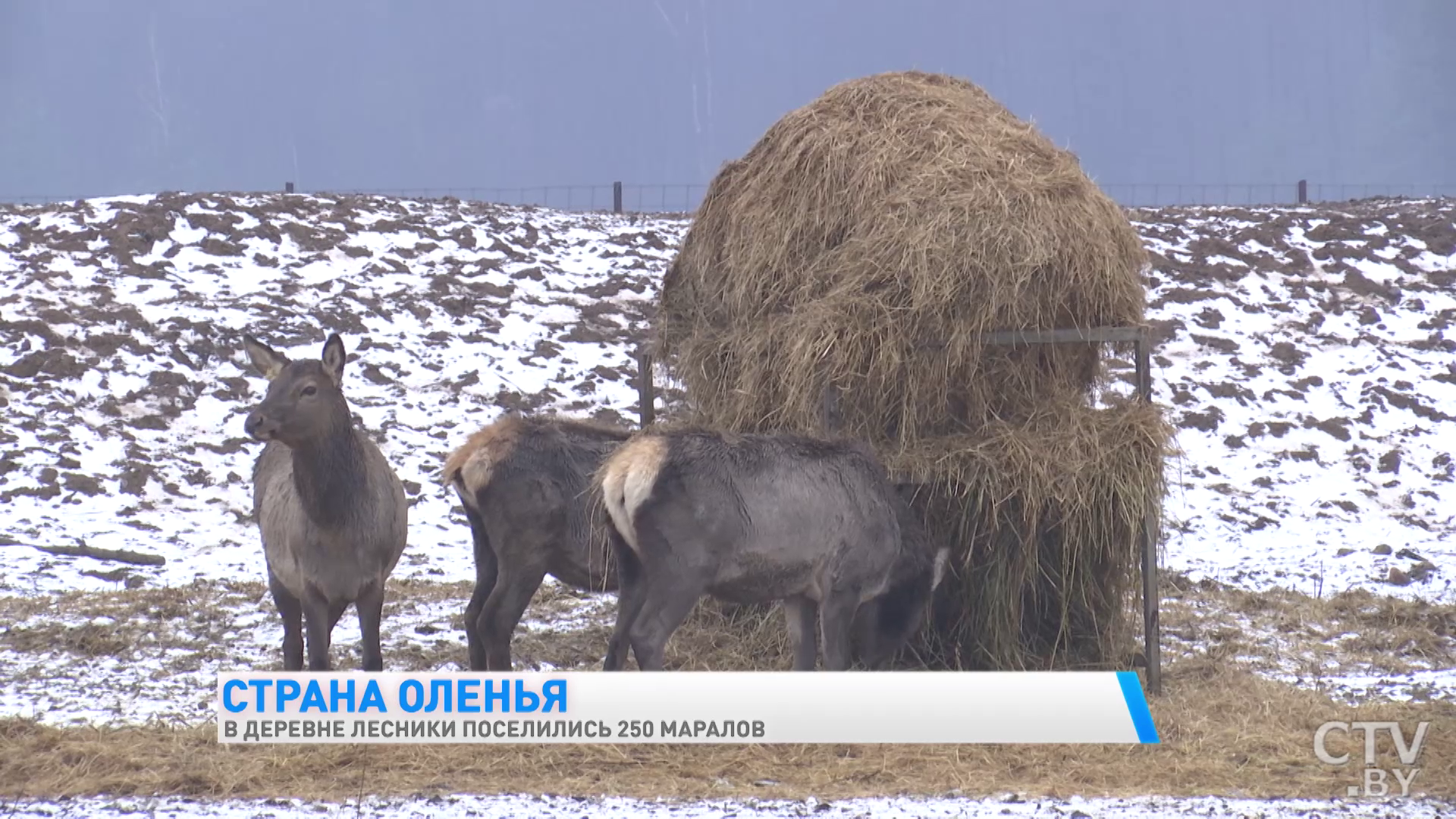 «Сначала когда привезли, они были диковатые, сразу убегали от нас». Как в деревне Лесники поселились олени-16