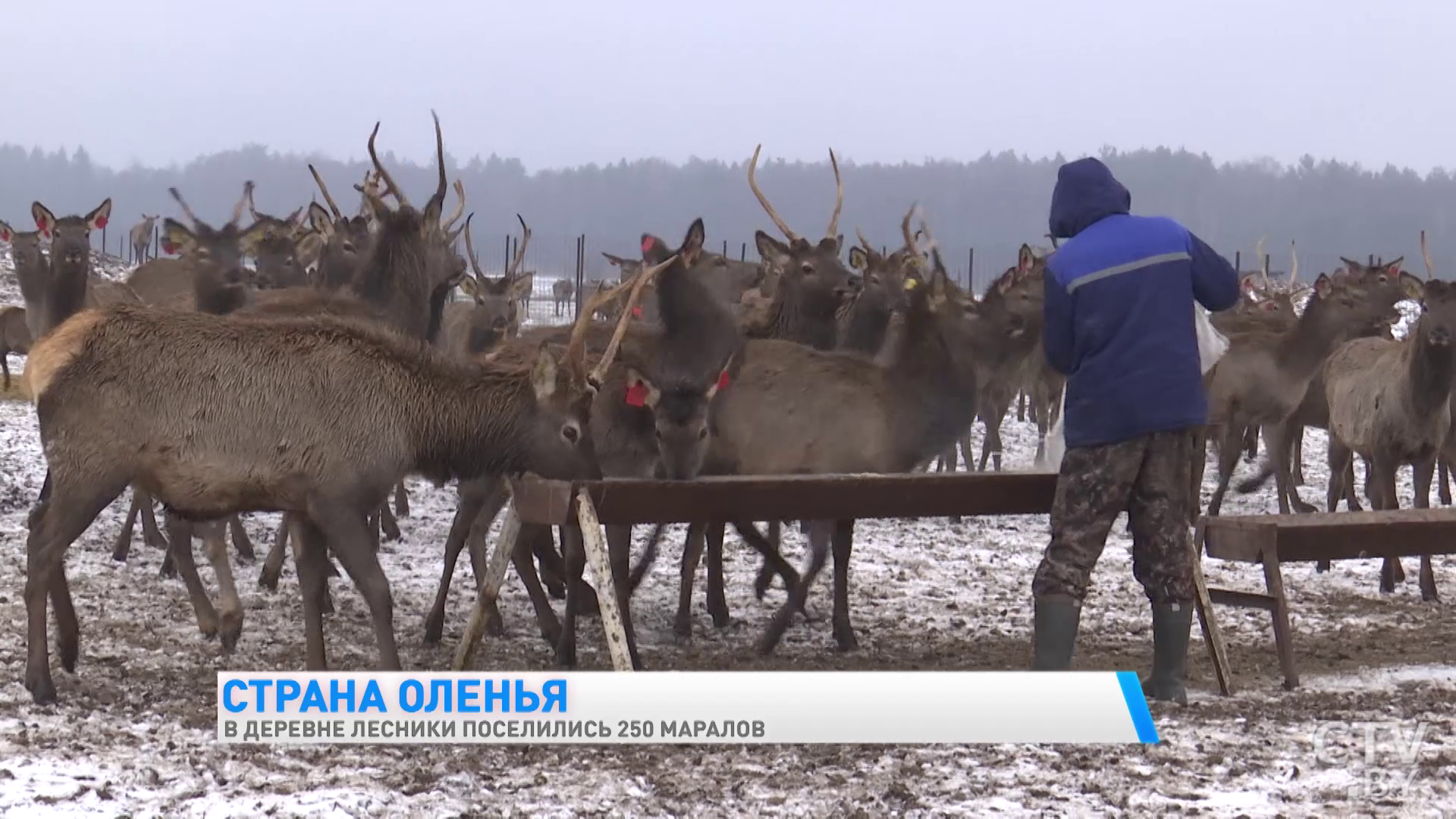 «Сначала когда привезли, они были диковатые, сразу убегали от нас». Как в деревне Лесники поселились олени-4