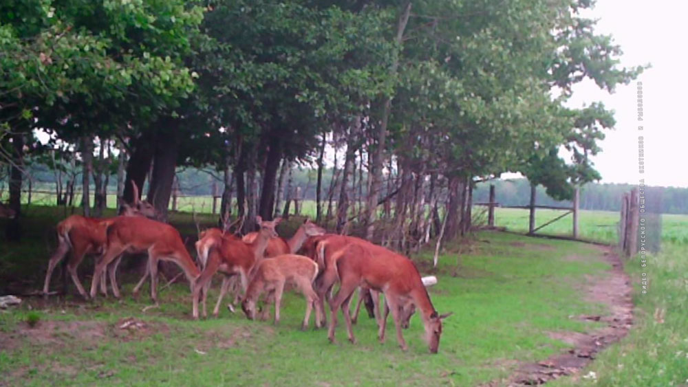 38 особей благородного оленя заселили в леса Солигорского района