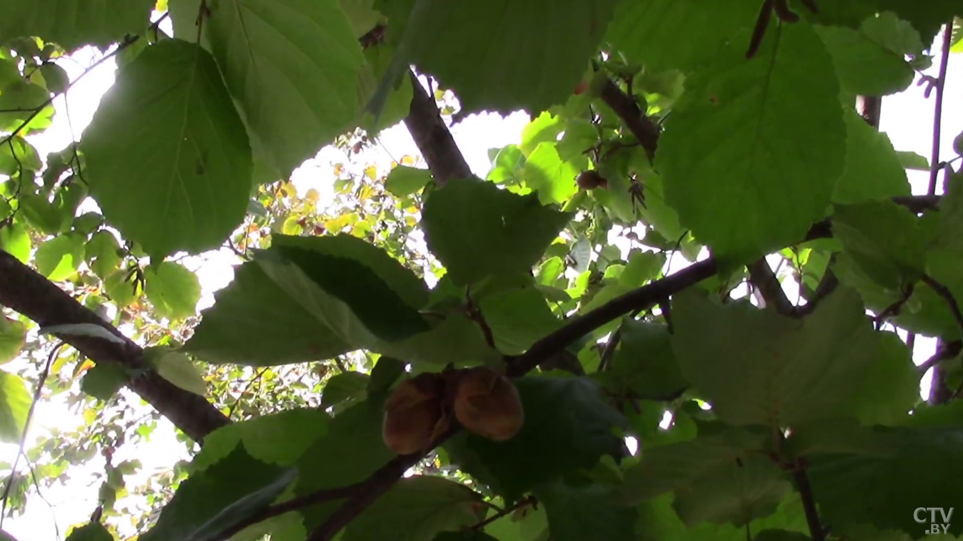 Ореховый Спас отмечают в Беларуси: как принято проводить этот день -4