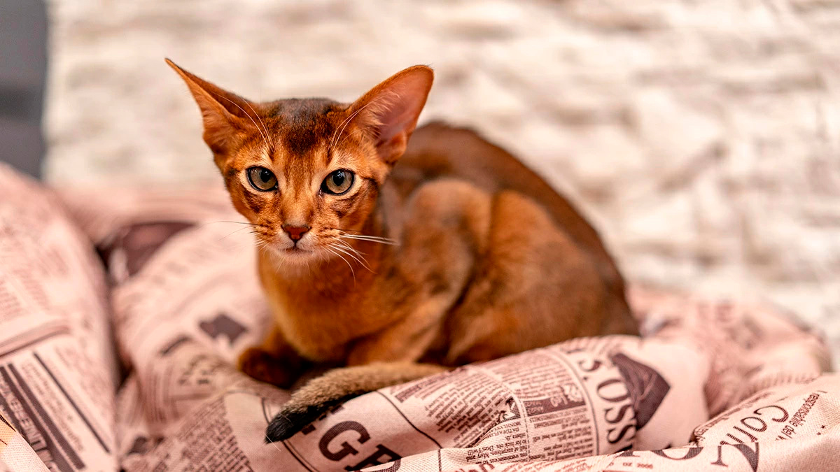 Кот из России занял первое место на мировом конкурсе красоты-0