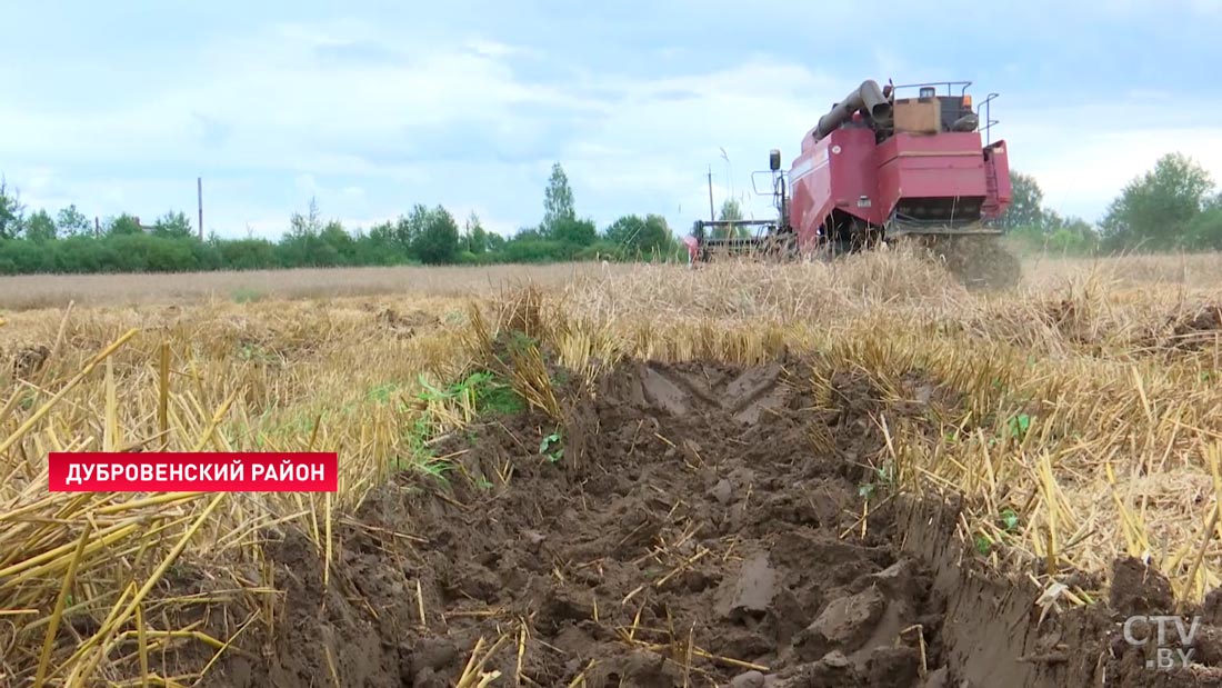 «Комбайны проваливаются». Что мешает аграриям Витебской области закончить уборочную?-1