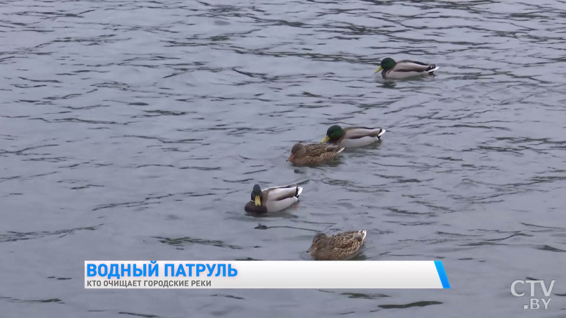 «Особенно вредно, когда люди кидают хлеб с плесенью». Кто очищает городские реки -10