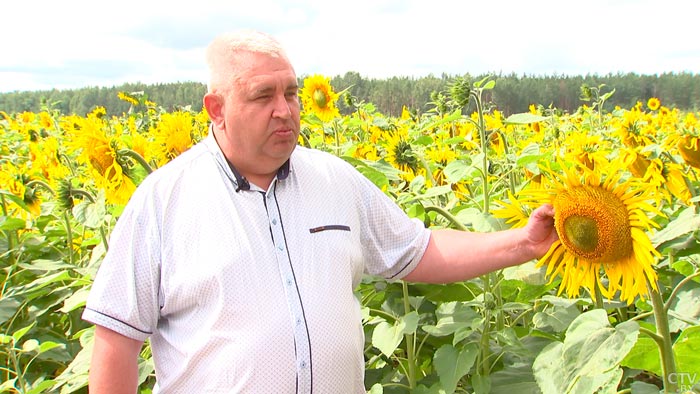 В чём особенность уборки подсолнухов и как из семечек отжимают масло? Раскрыли секреты производства-4