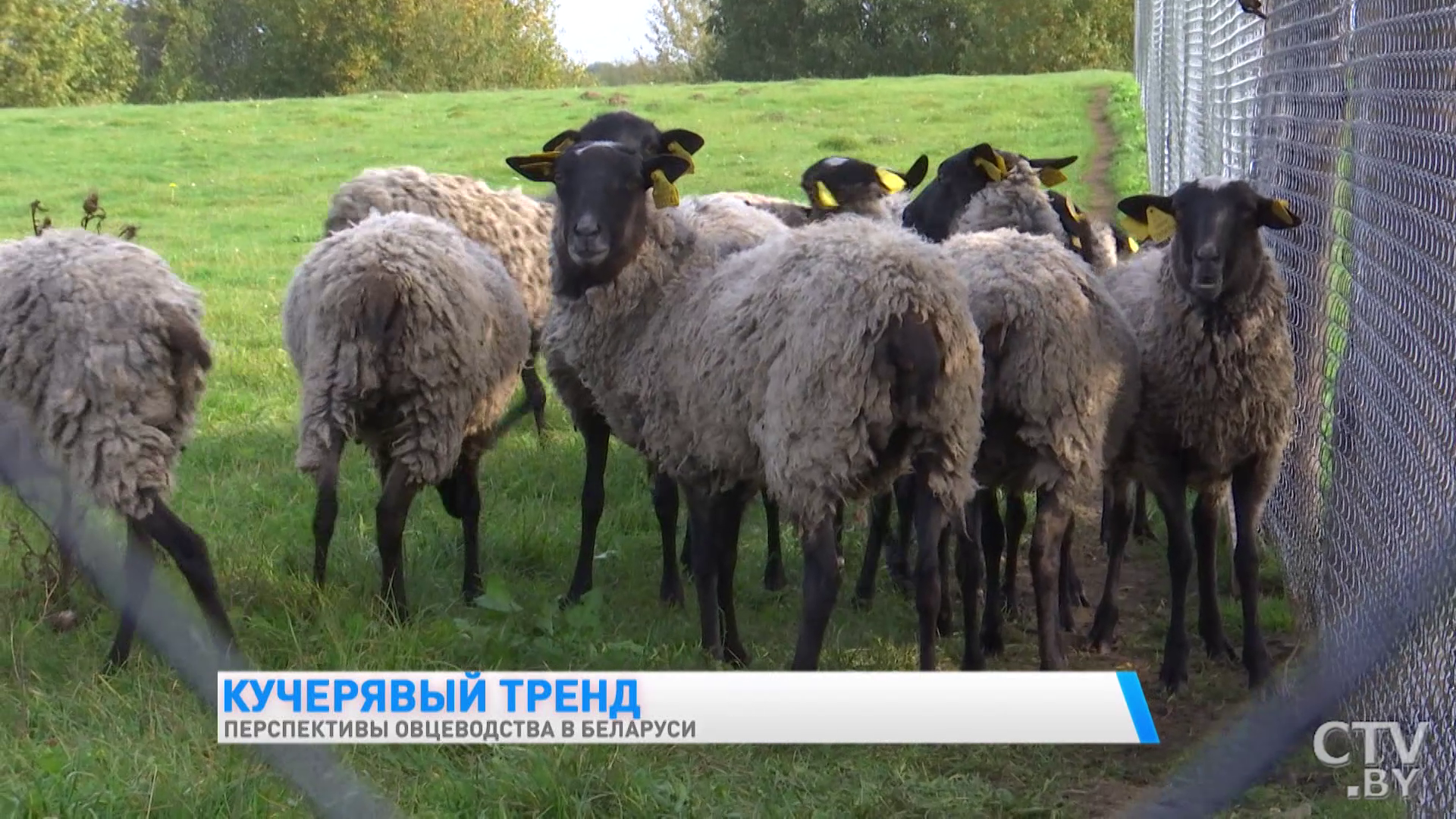 Они и управленцы, и ветеринары, и парикмахеры, и агрономы одновременно. Как выращивают овец в одной белорусской глубинке-34