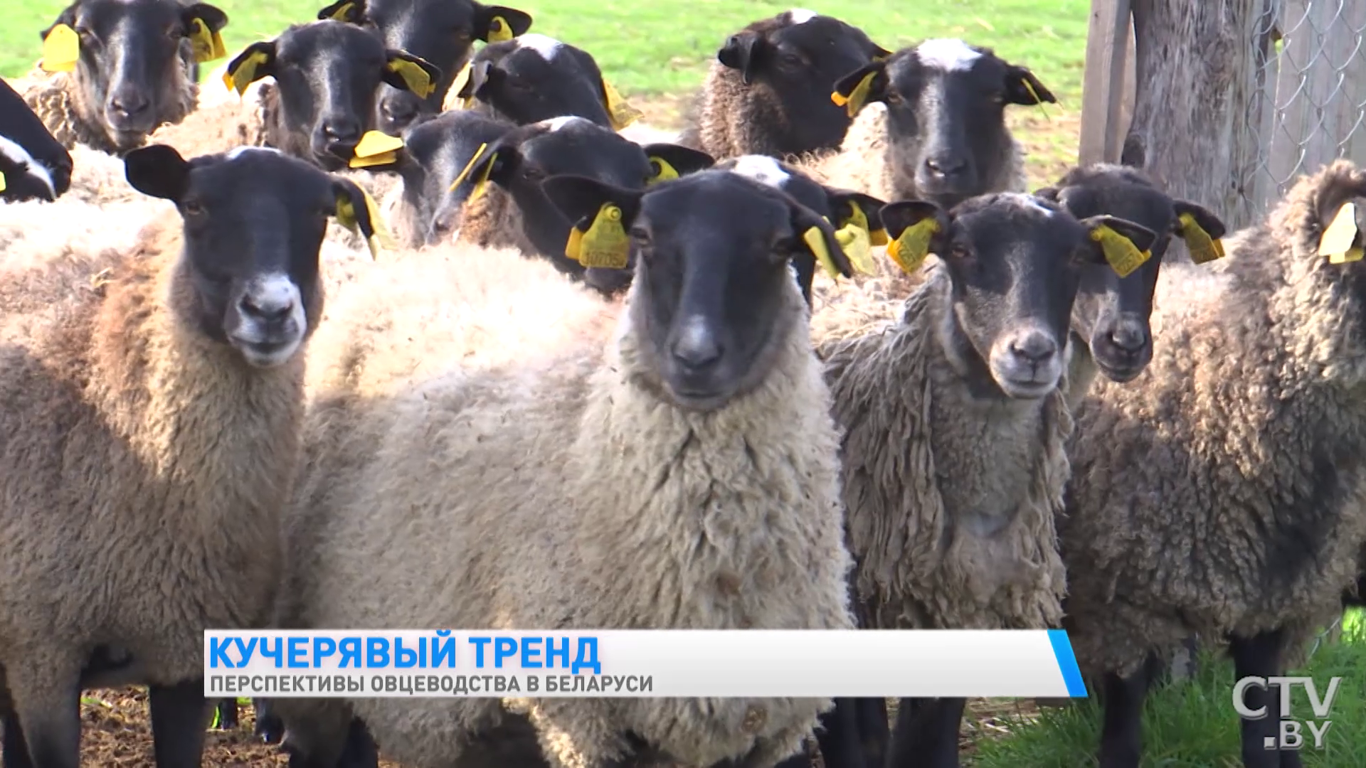 Они и управленцы, и ветеринары, и парикмахеры, и агрономы одновременно. Как выращивают овец в одной белорусской глубинке-16