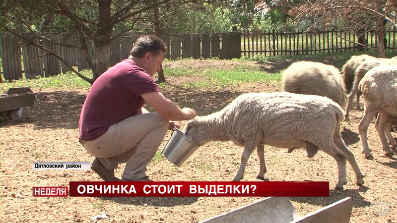 Консервы для детского питания, дублёнки и настоящий шашлык из баранины. Как наладить развитие овцеводства в Беларуси?-4