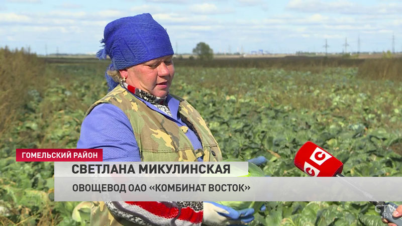 С одного качана – на всю семью кастрюля голубцов. В Беларуси активно убирают овощную продукцию-4