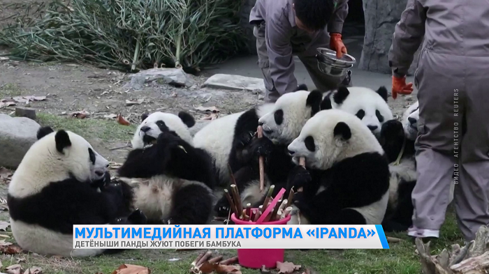 В Китае смотритель зоопарка чистит рты маленьким пандам во время еды. Рассказываем, для чего это нужно-1