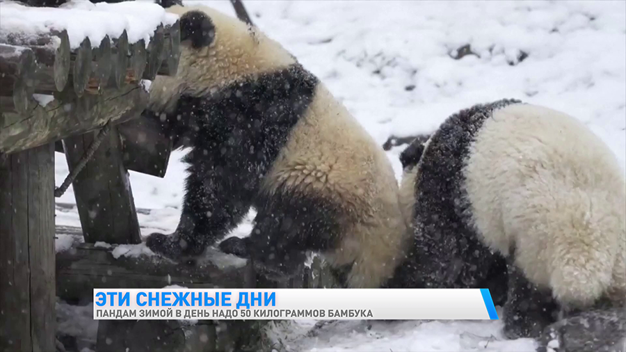 А вы знали, что взрослая панда зимой может съедать 50 кг бамбука в день? Интересные факты о мишках-7