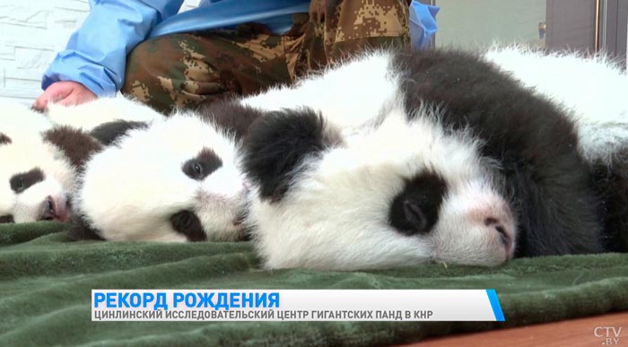 В Китае в исследовательском центре гигантских панд за год на свет появились 6 малышей-3