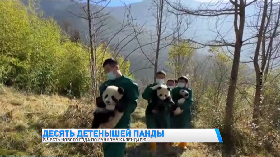 10 детёнышей панд увидели посетители китайского центра по случаю Нового года. Посмотрите на малышей-4