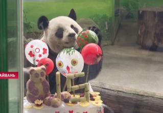 На торте – цифра 15 из тростника: как в зоопарке Тайваня отметили день рождения панд