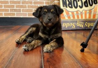 Мужчина пытался найти дом для собаки, но перетянул всё внимание на себя. Теперь девушки хотят приютить самого молодого человека 